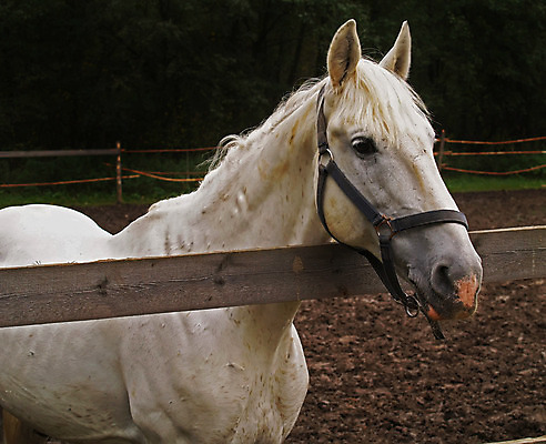 포토 JPG 해외이미지 동물 얼굴 스포츠 장갑 포유류 사람 사람없음 야외 반려동물 갈색 경기장 흰색 승마 우아함 중앙 승차 큼 갈기 굴레 방목장 해외202004 해외포토 잡화 컬러 컨셉 스포츠시설 모션 신체부위 크기 파일형식 이미지허브