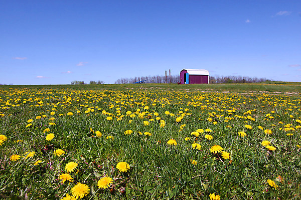 포토 JPG 해외이미지 식물 계절 공원 꽃 백그라운드 꽃무늬 밭 자연 하늘 잔디 사람없음 야외 파란색 노란색 맑음 봄 벚꽃 시골 민들레 내추럴 외양간 해외202004 해외포토 공공시설 컬러 무늬 농업 날씨 생태계 파일형식 이미지허브