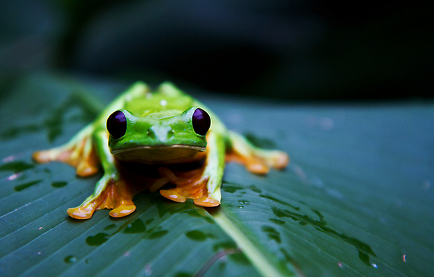포토 JPG 해외이미지 나무 동물 야생동물 여행 오렌지 자연 개구리 양서류 사람없음 초록색 반려동물 걷기 줄무늬 산책 원숭이 점 중앙아메리카 콜롬비아 육식동물 브라질 두꺼비 아르헨티나 동물상 베네수엘라 볼리비아 파라과이 해외202004 해외포토 식물 컬러 무늬 과일 포유류 모션 휴식 아메리카 조형물 남아메리카 생태계 파일형식 이미지허브