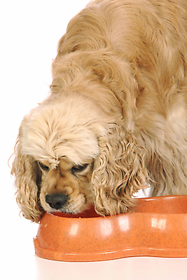포토 JPG 해외이미지 동물 1 접시 응시 음식 백그라운드 포유류 사람없음 반려동물 스패니얼 흰색 사발 개 자르기 먹기 배고픔 송곳니 고립 유래 해외202004 해외포토 식기 시선 컬러 모션 사기그릇 치아 파일형식 이미지허브