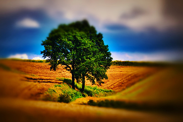 포토 JPG 해외이미지 나무 구름 계절 유럽 밭 농업 자연 하늘 날씨 풍경 사람없음 여름 농작물 햇빛 맑음 농촌 시골 고독 언덕 폴란드 감탄 밭일 해외202004 해외포토 자연요소 식물 감정 나라 산업 태양 생태계 파일형식 이미지허브