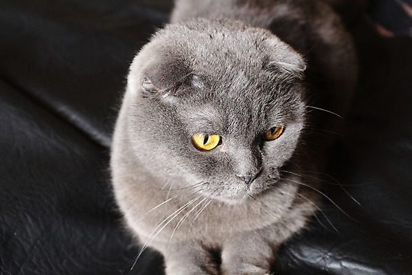 포토 JPG 해외이미지 동물 1 얼굴 백그라운드 털 실내 사람없음 빛 노란색 고양이 회색 닫기 은색 내추럴 접기 스코틀랜드 해외202004 해외포토 컬러 포유류 모션 영국 내부 신체부위 반려동물 파일형식 이미지허브