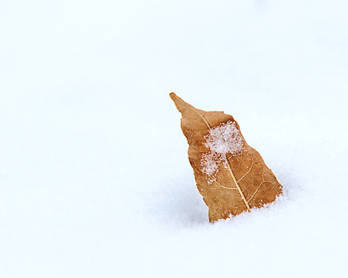 포토 JPG 해외이미지 식물 1 계절 잎 꽃무늬 자연 날씨 추상 풍경 사람없음 야외 빛 환경 냉동 얼음 추위 성장 흰색 죽음 숲 시원함 12월 유기농 서리 장면 내추럴 종료 고립 눈내림 해외202004 해외포토 자연요소 웰빙 꽃 컬러 무늬 눈_날씨 날짜 생태계 파일형식 이미지허브