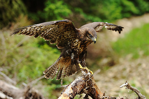 포토 JPG 해외이미지 야생동물 날개 자연 조류 사람없음 야외 목재 나뭇가지 숲 깃털 독수리 육식동물 해외202004 해외포토 나무 동물 재료 생태계 파일형식 이미지허브