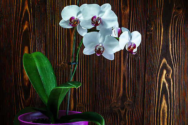 포토 JPG 해외이미지 식물 디자인 기념일 꽃잎 꽃 줄기 분홍색 꽃다발 결혼 백그라운드 꽃무늬 패턴 밭 자연 추상 선물 사람없음 장식 초록색 여름 노란색 우주 정원 봄 벚꽃 흰색 나뭇가지 신선 개화 난초 우아함 순수 묘사 원예 내추럴 고립 돌봄 해외202004 해외포토 나무 계절 컬러 컨셉 무늬 농업 모션 이벤트 취미 생태계 파일형식 이미지허브