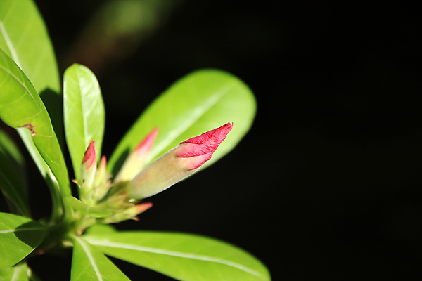 포토 JPG 해외이미지 나무 식물 꽃잎 꽃 분홍색 백그라운드 꽃무늬 자연 사람없음 빨간색 초록색 컬러풀 장미 정원 사막 성장 벚꽃 내추럴 해외202004 해외포토 컬러 무늬 생태계 파일형식 이미지허브