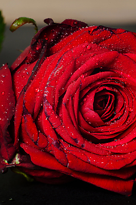 포토 JPG 해외이미지 식물 꽃잎 꽃 잎 꽃무늬 자연 발렌타인데이 사랑 사람없음 빨간색 초록색 물 장미 검은색 물방울 닫기 이슬 묘사 싱글 해외202004 해외포토 자연요소 감정 컬러 무늬 모션 데이이벤트 생태계 파일형식 이미지허브