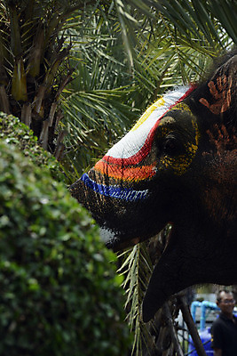 포토 JPG 해외이미지 전통 아시아 문화 여행 태국 코끼리 새해 사람 동양인 사람없음 파티 축제 동남아시아 해외202004 해외포토 나라 포유류 인종 이벤트 파일형식 이미지허브