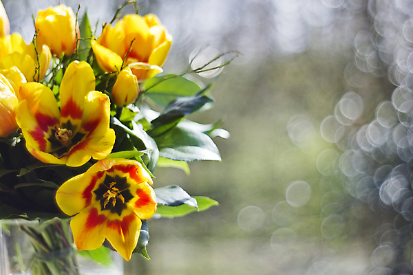 포토 JPG 해외이미지 식물 꽃 꽃무늬 엄마 추상 부활절 선물 사람없음 장식 가로 빛 노란색 봄 벚꽃 4월 보케 블러 카피스페이스 효과 해외202004 해외포토 계절 기념일 컬러 무늬 가족 공백 날짜 파일형식 이미지허브