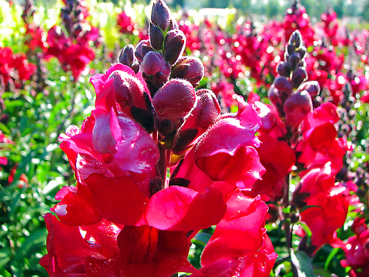 포토 JPG 해외이미지 식물 계절 꽃잎 꽃 백그라운드 잎 꽃무늬 자연 사람없음 야외 빨간색 초록색 정원 보라색 봄 벚꽃 침대 원예 멀티 정중 해외202004 해외포토 컬러 가구 컨셉 무늬 취미 생태계 파일형식 이미지허브