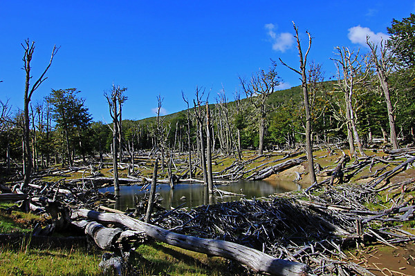 포토 JPG 해외이미지 나무 동물 공원 지구 호수 야생동물 다이어트 포유류 자연 하늘 불 산 풍경 사람없음 야외 목재 물 강 환경 미국 손상 나뭇가지 죽음 저수지 연못 개울 막대기 치아 설치류 숲 오두막 댐 남극 칠레 남쪽 아르헨티나 로스앤젤레스 비버 해외202004 해외포토 자연요소 식물 공공시설 컨셉 북아메리카 재료 건강 소화기관 남아메리카 극지방 방향 생태계 파일형식 이미지허브