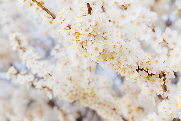 포토 JPG 해외이미지 나무 식물 계절 꽃잎 꽃 선 백그라운드 잎 꽃무늬 자연 친절 새로움 사람없음 야외 초록색 빛 정원 침묵 봄 활발 성장 벚꽃 흰색 나뭇가지 개화 체리 과수원 묘사 원예 부드러움 자두 해외202004 해외포토 컬러 컨셉 무늬 농업 과일 취미 소리 감각 생태계 파일형식 이미지허브