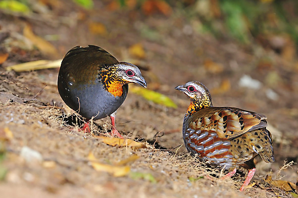 포토 JPG 해외이미지 아시아 야생동물 오렌지 자연 조류 국립공원 동양인 사람없음 빨간색 컬러풀 갈색 검은색 숲 예약 경보 해외202004 해외포토 동물 공원 나라 컬러 과일 인종 생태계 파일형식 이미지허브