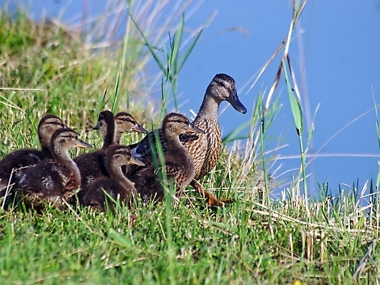 포토 JPG 해외이미지 동물 여자 호수 야생동물 가족 자연 조류 엄마 오리 사람없음 초록색 물 봄 아기 연못 신선 4 그룹 작음 청둥오리 내추럴 쾰른 해외202004 해외포토 자연요소 계절 컬러 관계 독일 사람 숫자 크기 생태계 파일형식 이미지허브