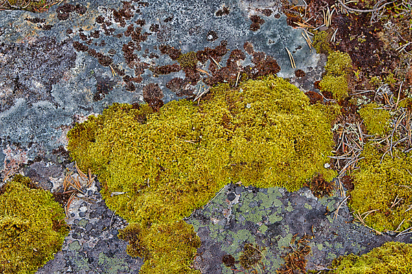 포토 JPG 해외이미지 지구 백그라운드 자연 표면 이끼 사람없음 야외 흙 성장 땅 질감 먼지 땅바닥 해외202004 해외포토 바닥 생태계 파일형식 이미지허브