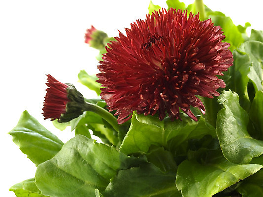 포토 JPG 해외이미지 식물 계절 꽃 꽃무늬 자연 사람없음 초록색 정원 봄 성장 벚꽃 흰색 신선 냄비 컨테이너 원예 데이지 내추럴 고립 모종 해외202004 해외포토 산업 컬러 무늬 취미 솥 생태계 파일형식 이미지허브