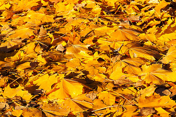 포토 JPG 해외이미지 나무 계절 공원 도로 줄기 백그라운드 단풍 잎 오렌지 자연 표면 거리 바닥 건조 풍경 사람없음 야외 목재 빨간색 갈색 노란색 쌓기 환경 검은색 덮개 가을 바위 황금 닫기 숲 9월 11월 땅 다발 질감 순환 심플 장면 10월 땅바닥 방법 많음 해외202004 해외포토 식물 공공시설 길 컬러 컨셉 과일 재료 교통시설 모션 뚜껑 돌_바위 날짜 생태계 파일형식 이미지허브