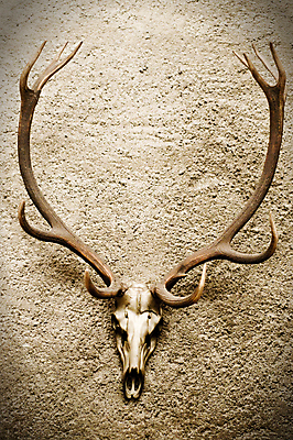 포토 JPG 해외이미지 동물 남자 야생동물 벽 포유류 해부 자연 사슴 뼈 골격 털 뿔 사람없음 세로 머리 달러 나뭇가지 죽음 붓 막대기 치아 숲 큼 무서움 전시회 트로피 박물관 사냥 과거 화석 헛간 비네팅 경보 신발장 옛날 해골모형 해외202004 해외포토 나무 감정 컨셉 돈 의학 촬영기법 사람 신체부위 모형 전시 소화기관 크기 상_우승 생태계 저장고 파일형식 이미지허브