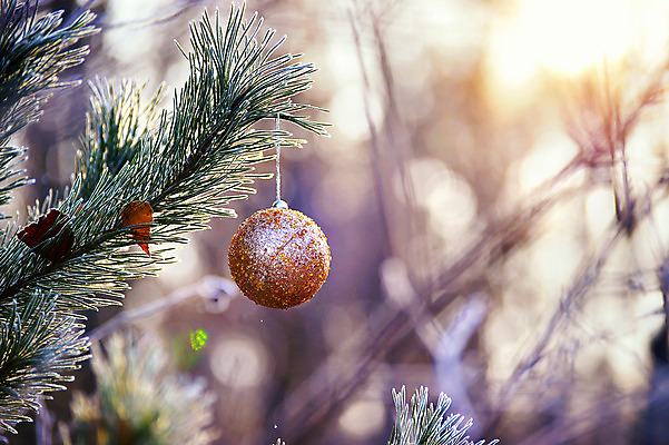 포토 JPG 해외이미지 나무 전통 디자인 계절 행복 백그라운드 크리스마스 겨울 자연 유리 휴가 새로움 매달리기 사람없음 장식 초록색 빛 노란색 축제 장식볼 흰색 나뭇가지 축하 인사 소나무 신용카드 황금 숲 12월 연도 내추럴 여의주 해외202004 해외포토 식물 기념일 감정 컬러 컨셉 모션 재질 금융 예절 날짜 생태계 파일형식 이미지허브