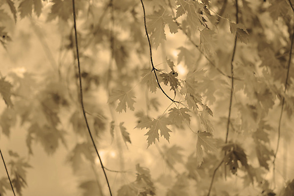 포토 JPG 해외이미지 나무 계절 백그라운드 단풍 잎 자연 사람없음 초록색 컬러풀 활발 가을 해외202004 해외포토 식물 컬러 컨셉 생태계 파일형식 이미지허브