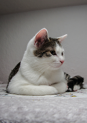 포토 JPG 해외이미지 동물 응시 포유류 수염 털 사람없음 반려동물 고양이 회색 아기 작음 해외202004 해외포토 시선 컬러 사람 크기 파일형식 이미지허브