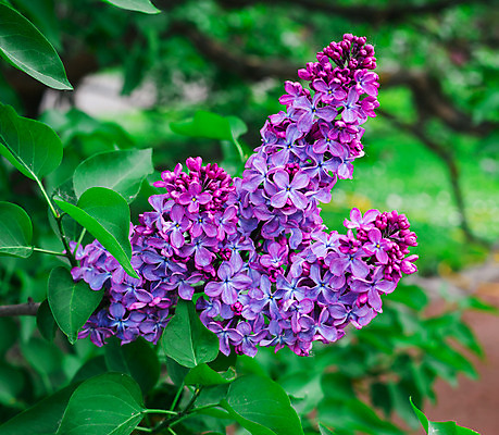 포토 JPG 해외이미지 나무 식물 디자인 계절 꽃잎 꽃 줄기 백그라운드 잎 꽃무늬 자연 하늘 선물 풍경 사람없음 장식 초록색 여름 파란색 정원 맑음 보라색 봄 벚꽃 흰색 나뭇가지 개화 작음 5월 다발 제비꽃 냄새 라일락 내추럴 고립 해외202004 해외포토 컬러 무늬 날씨 날짜 크기 생태계 파일형식 이미지허브