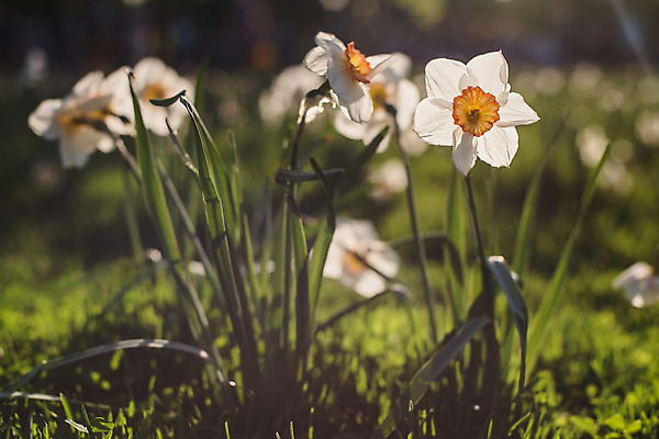 포토 JPG 해외이미지 식물 계절 꽃잎 꽃 잎 밭 오렌지 자연 부활절 새로움 사람없음 장식 초록색 여름 빛 컬러풀 햇빛 태양 노란색 우주 정원 일몰 봄 벚꽃 광선 흰색 인사 신선 허브 시작 원예 보케 수선화 내추럴 소셜네트워크 많음 해외202004 해외포토 자연요소 기념일 컬러 컨셉 농업 과일 취미 노을 예절 생태계 파일형식 이미지허브