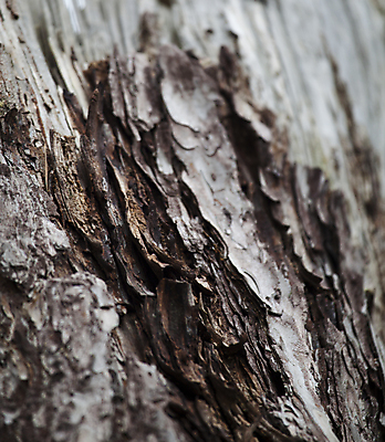 포토 JPG 해외이미지 모양 나무 산업 선 조각 백그라운드 십자가 패턴 부분 자연 표면 날씨 추상 사람없음 목재 갈색 줄무늬 껍질 널 숲 장작 자르기 유기농 질감 통나무 나무껍질 잡동사니 내추럴 방법 수목 옛날 노화 해외202004 해외포토 식물 웰빙 컬러 컨셉 무늬 재료 모션 생태계 파일형식 이미지허브