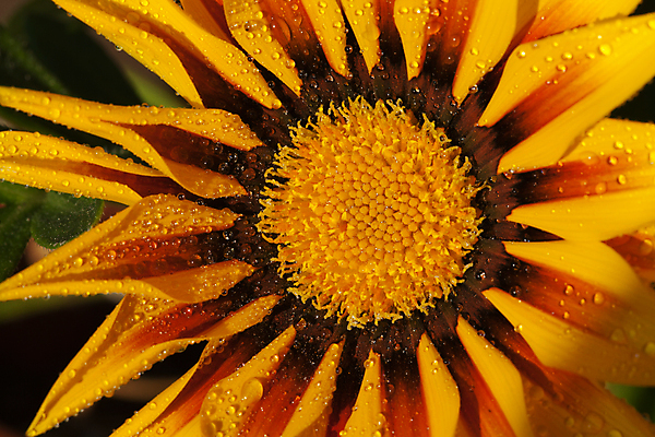 포토 JPG 해외이미지 식물 꽃잎 꽃 줄기 잎 꽃무늬 오렌지 자연 국화 사람없음 야외 장식 빨간색 물 컬러풀 햇빛 노란색 머리 정원 봄 줄무늬 벚꽃 신선 원형 떨어짐 빗방울 구슬 묘사 싱글 데이지 향기 꽃가루 거베라 꽃수술 영원 세련 해외202004 해외포토 자연요소 도형 계절 컬러 컨셉 무늬 과일 신체부위 태양 비_날씨 가루 생태계 냄새 파일형식 이미지허브