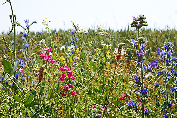 포토 JPG 해외이미지 식물 계절 꽃 야생동물 백그라운드 컨셉 잎 꽃무늬 밭 자연 날씨 풍경 잔디 사람없음 야외 빨간색 초록색 여름 햇빛 태양 농장 머리 환경 맑음 봄 들꽃 성장 벚꽃 시골 개화 가장자리 6월 땅 허브 속도 질감 해외202004 해외포토 자연요소 동물 컬러 무늬 농업 신체부위 날짜 둘레 생태계 파일형식 이미지허브