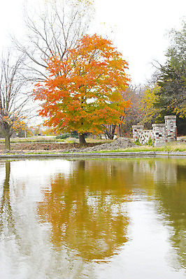 포토 JPG 해외이미지 나무 계절 호수 잎 오렌지 자연 휴식 따뜻함 사람없음 빨간색 물 빛 반사 노란색 정원 가을 연못 해외202004 해외포토 자연요소 식물 컬러 컨셉 과일 생태계 파일형식 이미지허브