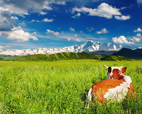 포토 JPG 해외이미지 주간 휴식 풍경 사람없음 야외 농경지 맑음 가축 목장 시골 소 해외202004 해외포토 자연요소 동물 컨셉 포유류 날씨 농장 파일형식 이미지허브