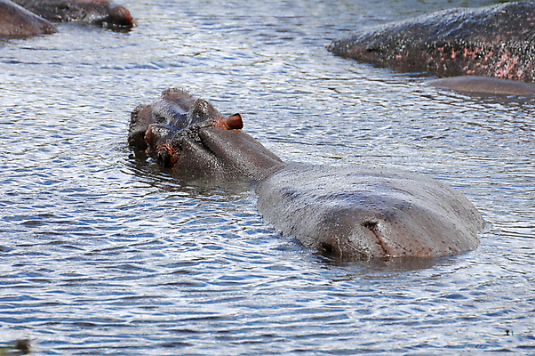 포토 JPG 해외이미지 동물 한마리 공원 얼굴 야생동물 여행 포유류 가족 아프리카 자연 휴식 국립공원 사람없음 물 강 수영 젖음 연못 황무지 보호 씻기 위험 큼 엉덩이 비만 사파리 자연백그라운드 진흙 하마 케냐 무거움 주둥이 대가리 초식 탄자니아 해외202004 해외포토 자연요소 1 공공시설 나라 백그라운드 컨셉 관계 신체부위 청결 수상스포츠 무게 크기 몸매 생태계 파일형식 이미지허브