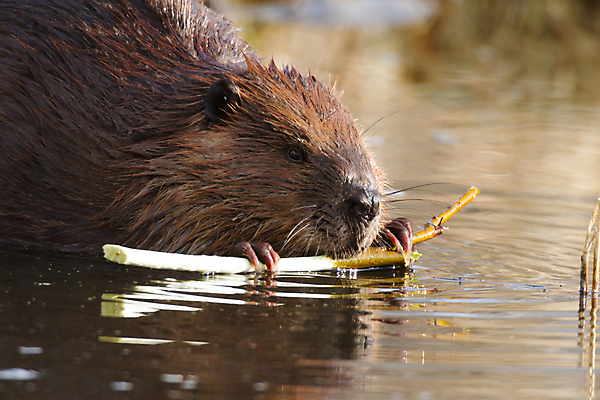 포토 JPG 해외이미지 나무 동물 척추동물 공원 호수 야생동물 음식 포유류 자연 생물 수염 털 관리 사람없음 야외 목재 초록색 물 강 반사 갈색 검은색 젖음 굴 연못 업무 닫기 치아 설치류 숲 자르기 먹기 꼬리 뿌리 토막 건축업자 발톱 비버 수유 잔물결 해외202004 해외포토 자연요소 식물 공공시설 건축 물결 컬러 재료 모션 발 어패류 작업 소화기관 생태계 파일형식 이미지허브