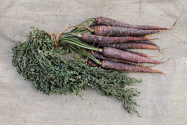 포토 JPG 해외이미지 전통 라이프스타일 음식 채소 자연 주택 건강 사람없음 보라색 흙 당근 수확 다발 유기농 캔버스 성분 밭일 아마 옛날 정물화 조감도 특별함 홈메이드 해외202004 해외포토 웰빙 꽃 컬러 컨셉 농업 뿌리채소 건물 생활 그림 생태계 만들기 파일형식 이미지허브