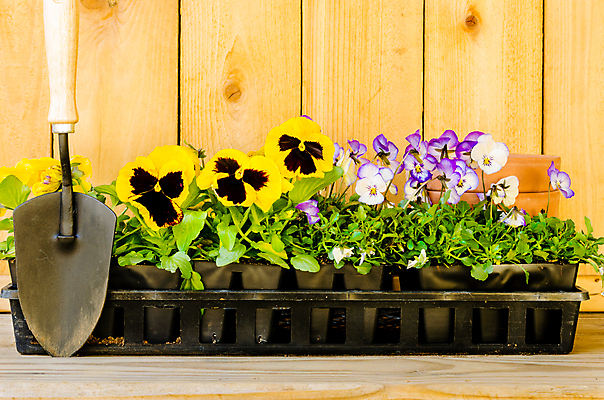 포토 JPG 해외이미지 식물 계절 꽃 백그라운드 꽃무늬 농업 자연 주택 사람없음 야외 목재 정원 흙 봄 장비 성장 벚꽃 도구 공구 개화 냄비 모종삽 삽 제비꽃 원예 화단 먼지 뒤뜰 땅바닥 땅파기 비올라 심기 원예사 해외202004 해외포토 나무 직업 산업 무늬 재료 모션 바닥 취미 건물 솥 생태계 파일형식 찰현악기 이미지허브