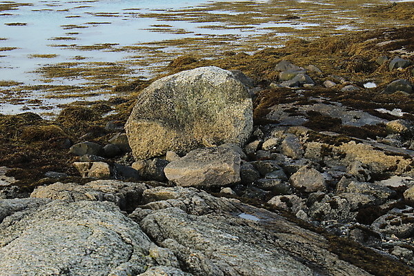 포토 JPG 해외이미지 식물 음식 바다 여행 백그라운드 자연 표면 추상 새로움 노르웨이 사람없음 야외 초록색 물 파란색 반사 갈색 노란색 바위 해조류 닫기 묘사 질감 장면 태평양 서식지 남쪽 내추럴 수경재배 해외202004 해외포토 자연요소 유럽 컬러 컨셉 무늬 모션 돌_바위 해양식물 방향 생태계 파일형식 이미지허브