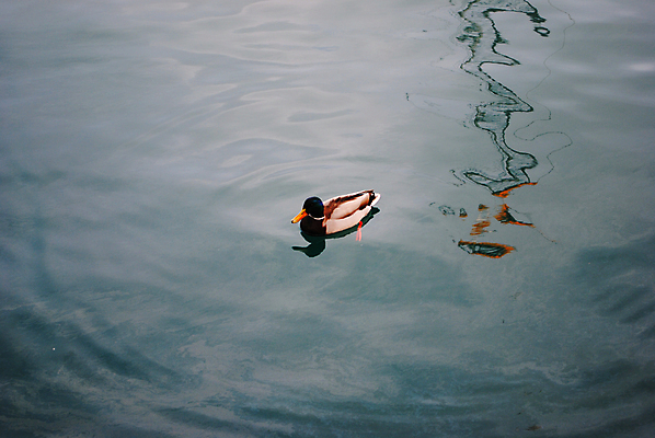 포토 JPG 해외이미지 바다 조류 오리 사람없음 물 수영 청둥오리 해외202004 해외포토 자연요소 동물 수상스포츠 파일형식 이미지허브