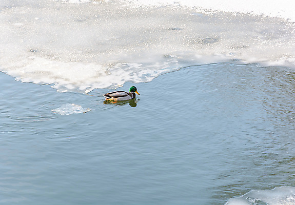 포토 JPG 해외이미지 구름 계절 겨울 자연 하늘 날씨 오리 풍경 사람없음 강 햇빛 태양 냉동 산책 추위 나뭇가지 숲 서리 화창 해외202004 해외포토 자연요소 나무 조류 휴식 생태계 파일형식 이미지허브
