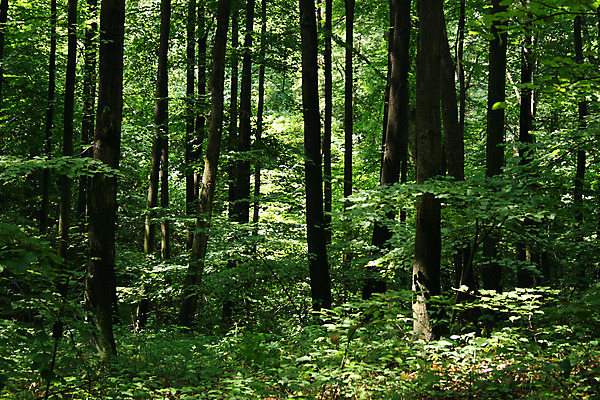 포토 JPG 해외이미지 나무 공원 길 줄기 여행 잎 오렌지 자국 자연 풍경 사람없음 야외 목재 빨간색 빛 태양 노란색 평화 힘 봄 산책 활발 안개 황무지 황금 고독 숲 바이탈 해외202004 해외포토 자연요소 식물 계절 공공시설 감정 컬러 컨셉 과일 재료 날씨 휴식 생태계 파일형식 이미지허브