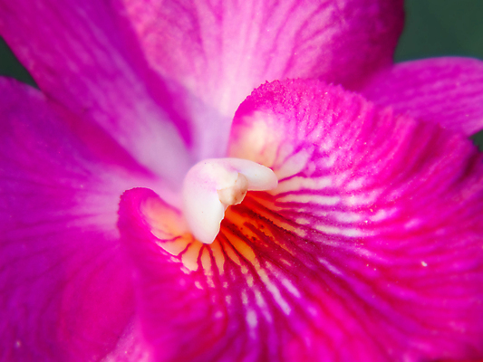 포토 JPG 해외이미지 식물 꽃잎 꽃 꽃다발 꽃무늬 농업 자연 추상 사람없음 장식 컬러풀 벚꽃 신선 개화 난초 고급 우아함 닫기 묘사 잡종 해외202004 해외포토 산업 컬러 컨셉 무늬 모션 생태계 파일형식 이미지허브