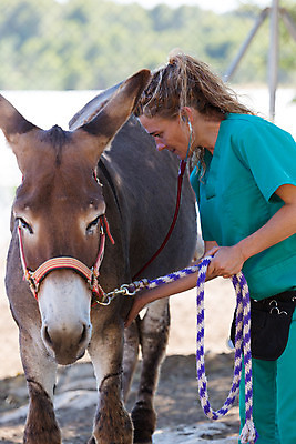 포토 JPG 해외이미지 동물 백인 직업 1 여자 밭 포유류 청진기 한명 미소 약 농장 목장 고통 시험 의사 시골 소 군중 확인 문서 당나귀 외과 수의사 돌봄 해외202004 해외포토 서양인 교육 감정 농업 의학 의료기기 모션 표정 병원 사람 의료진 말_동물 파일형식 이미지허브