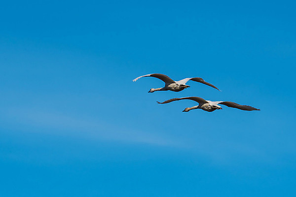 포토 JPG 해외이미지 야생동물 이동 자연 조류 하늘 생물 사람없음 야외 서식지 워싱턴 해외202004 해외포토 동물 컨셉 미국 생태계 파일형식 이미지허브