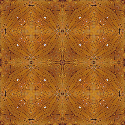 포토 JPG 해외이미지 동물 나비 곤충 백그라운드 패턴 날개 추상 사람없음 컬러풀 벌레 묘사 질감 해외202004 해외포토 컬러 무늬 파일형식 이미지허브