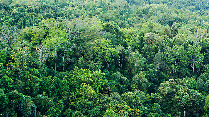 포토 JPG 해외이미지 나무 식물 백그라운드 밭 자연 하늘 아침 풍경 사람없음 야외 가로 초록색 여름 빛 환경 소나무 숲 민들레 상록수 침엽수 전나무 해외202004 해외포토 주간 계절 꽃 컬러 농업 생태계 파일형식 이미지허브