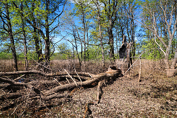 포토 JPG 해외이미지 나무 잎 자연 날씨 이끼 풍경 사람없음 목재 여름 손상 가을 나뭇가지 시골 황무지 균열 숲 질감 러시아 폭풍 정맥 거짓말 삼림지대 썩음 옛날 허리케인 해외202004 해외포토 식물 계절 유럽 컨셉 재료 모션 자연재해 생태계 혈관 파일형식 이미지허브