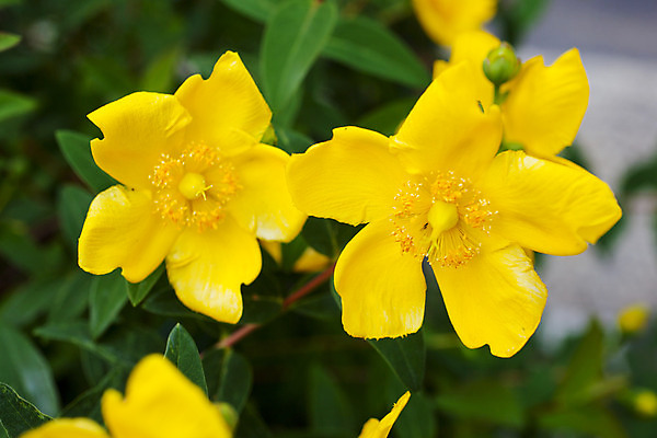 포토 JPG 해외이미지 식물 계절 꽃 꽃다발 잎 과일 전구 자연 발렌타인데이 선물 잔디 사람없음 초록색 컬러풀 정원 봄 벚꽃 나뭇가지 냄비 그늘 수분 시원함 냄새 해외202004 해외포토 나무 컬러 데이이벤트 솥 생태계 파일형식 이미지허브