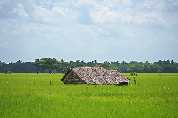 포토 JPG 해외이미지 아시아 밭 농업 건축양식 자연 밥 주택 사람없음 초록색 농장 시골 오두막 내추럴 미얀마 숨기 취급주의 해외202004 해외포토 건축 나라 산업 음식 컬러 모션 경고 건물 생태계 파일형식 이미지허브