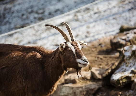 포토 JPG 해외이미지 동물 야생동물 포유류 자연 염소 사람없음 야외 가축 황무지 해외202004 해외포토 생태계 파일형식 이미지허브