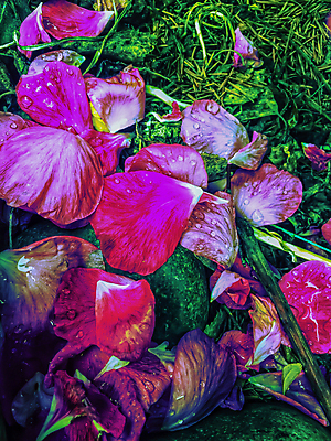 포토 JPG 해외이미지 식물 계절 공원 꽃잎 꽃 꽃다발 결혼 백그라운드 꽃무늬 자연 발렌타인데이 선물 사랑 사람없음 야외 빨간색 여름 장미 환경 정원 봄 벚꽃 시골 축하 신선 개화 닫기 관목 묘사 원예 향기 아로마 열정 꽃가루 부드러움 진홍색 내추럴 해외202004 해외포토 나무 공공시설 감정 컬러 컨셉 무늬 모션 데이이벤트 이벤트 취미 감각 가루 생태계 냄새 파일형식 이미지허브